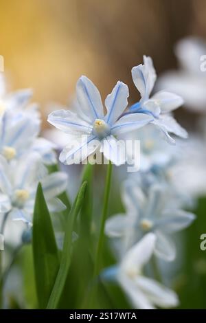 Puschkinia scilloides, comunemente nota come squill striato o squill libanese, fiore primaverile in fiore dalla Finlandia Foto Stock