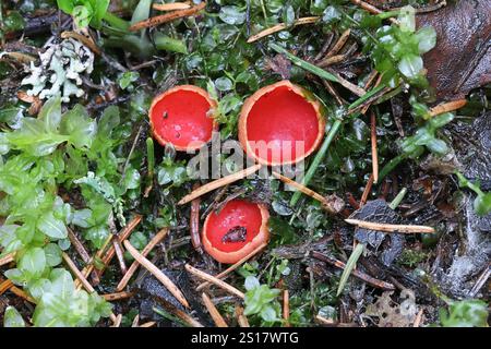 Sarcoscypha austriaca, comunemente nota come la coppa scarlatta, fungo selvatico proveniente dalla Finlandia Foto Stock