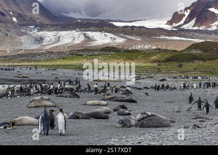 Pinguini reali Elefante foche nel paesaggio St. Andrews Bay, Georgia del Sud, Antartide Foto Stock