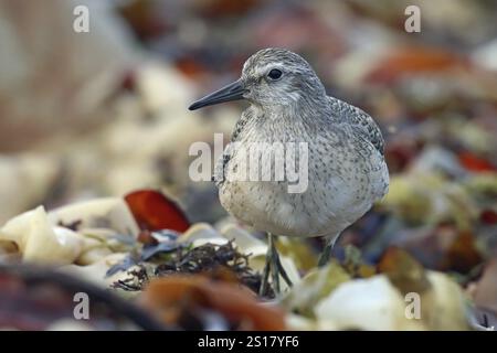 Nodo, Calidris canutus Foto Stock