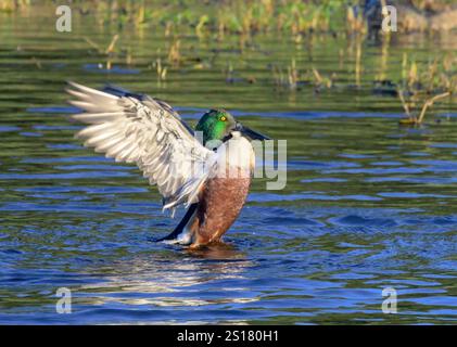 Shoveler (Spatula clypeata) drake spruzza le ali dopo la preparazione, Galveston, Texas, USA. Foto Stock