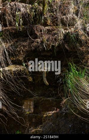 Il cactus selvatico cresce tra le pietre della montagna circondato da piante grigie e verdi Foto Stock