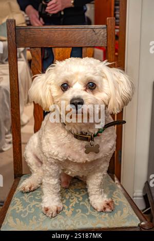 Ritratto di un piccolo cane cavapoo bianco seduto su una sedia Foto Stock