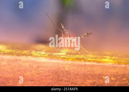 Insetto volante alato in pizzo con occhielli di insetto delicatamente bilanciato che riposa in un caldo fascio di luce Foto Stock