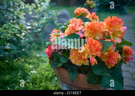 Begonia Elatior (Begonia x hiemalis) con fiori rossi e rosa. La varietà del tramonto. Una pianta in fiore della famiglia delle Begoniaceae. Begonia ibrida con S Foto Stock
