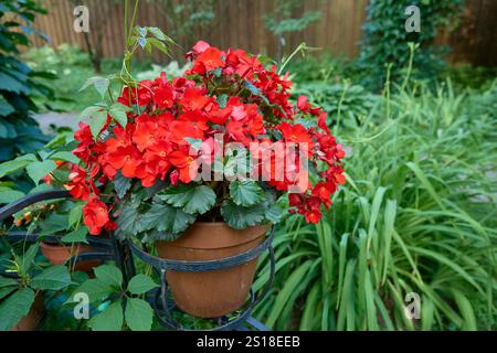 Begonia Elatior con fiori rossi. Una pianta in fiore della famiglia delle Begoniaceae Foto Stock