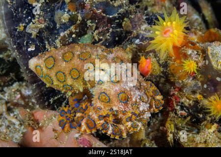 Il polpo tropicale dagli anelli blu, Hapalochlaena lunulata, noto anche come il più grande polpo dagli anelli blu, è una delle quattro specie estremamente velenose Foto Stock