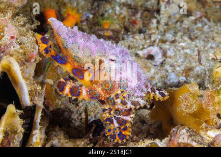 Il polpo tropicale dagli anelli blu, Hapalochlaena lunulata, noto anche come il più grande polpo dagli anelli blu, è una delle quattro specie estremamente velenose Foto Stock