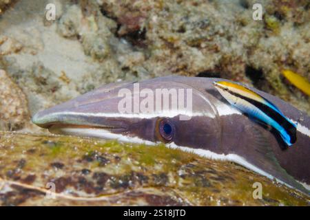 La remora, Echeneis naucrates, è aggrappata al guscio di una tartaruga marina verde che poggia sul fondo vicino alla stazione di pulizia di questa ira Foto Stock