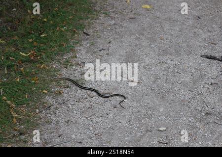 serpente da giarrettiera che attraversa un sentiero di ghiaia nell'erba Foto Stock