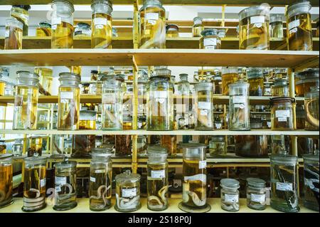 matracci e provette contenenti campioni di organismi viventi in formaldeide sullo scaffale di un laboratorio biochimico segreto scientifico Foto Stock