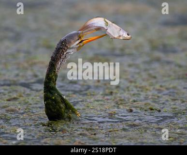 Primo piano di darter o di un uccello serpente che cattura un pesce. Messa a fuoco selettiva. Foto Stock