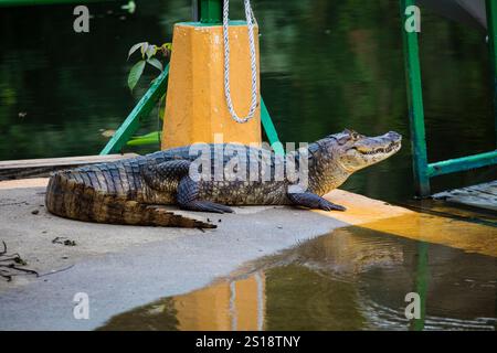 Spectacled Cayman, Caiman Crocodilus, al molo di Gamboa accanto al Rio Chagres, al parco nazionale di Soberania, provincia di Colon, Repubblica di Panama. Foto Stock