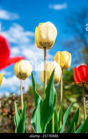 Tulipani gialli e rossi in piena fioritura contro un cielo blu brillante con soffici nuvole bianche. Foto ravvicinata scattata da un'angolazione bassa, che mette in risalto il colore vivace Foto Stock
