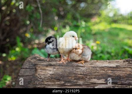 Piccoli polli si siedono su un tronco nel villaggio in una soleggiata giornata estiva Foto Stock