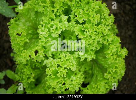 Lattuga verde Lollo Rosso dettaglio campo fattoria fresco bio riccio Lactuca sativa coltivatore fresco di crescita raccolta vegetale gambo primaverile coltivatore Foto Stock