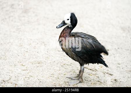 Ritratto di una vedova Whistling Goose. Uccello in primo piano. Dendrocygna viduata. Anatra fischiante dalla faccia bianca Foto Stock