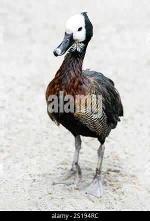 Ritratto di una vedova Whistling Goose. Uccello in primo piano. Dendrocygna viduata. Anatra fischiante dalla faccia bianca Foto Stock