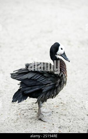 Ritratto di una vedova Whistling Goose. Uccello in primo piano. Dendrocygna viduata. Anatra fischiante dalla faccia bianca Foto Stock