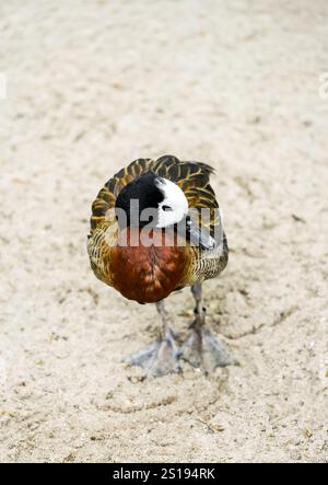 Ritratto di una vedova Whistling Goose. Uccello in primo piano. Dendrocygna viduata. Anatra fischiante dalla faccia bianca Foto Stock