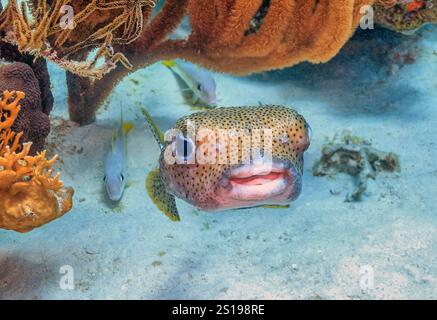 Il porcospino della colonna lunga, Diodon holocanthus, porcospino e porcospino, è una specie di pesci marini della famiglia Diodontidae. Foto Stock