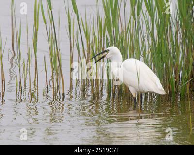 Little Egret mangiare pesce Egretta garzetta Minsmere, Suffolk, Regno Unito BI041349 Foto Stock
