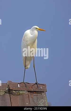 Un airone bianco in piedi su un tetto con uno sfondo blu del cielo alla luce del giorno Foto Stock