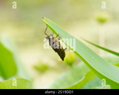 Quattro larve Chaser Dragonfly pronte a cambiare Libellula quadrimaculata Garden Pond, Essex, UK IN004495 Foto Stock