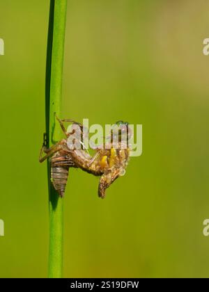 Four Spotted Chaser Dragonfly Emerging Libellula quadrimaculata Garden Pond, Essex, UK IN004553 Foto Stock