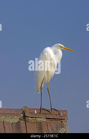 Un airone bianco in piedi su un tetto con uno sfondo blu del cielo alla luce del giorno Foto Stock