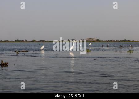 Great Egret (Ardea alba) e Neotropic Cormorant (Nannopterum brasilianum) nel lago Cienaga de Pijino, Colombia Foto Stock