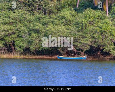 Vista panoramica di una piccola barca blu ormeggiata lungo una rigogliosa riva costeggiata da mangrovie, che mostra la natura tranquilla e la vegetazione tropicale. Foto Stock