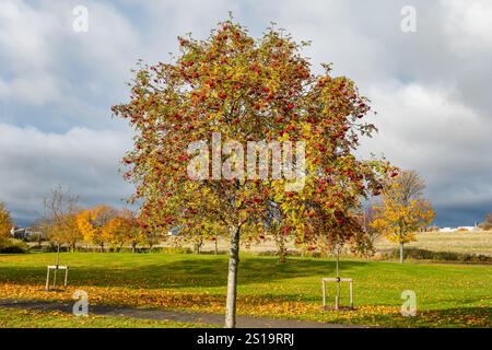 Un albero di rowan o frassino di montagna (Sorbus aucuparia) con bacche rosse in autunno, Haddington, East Lothian, Scozia, Regno Unito Foto Stock