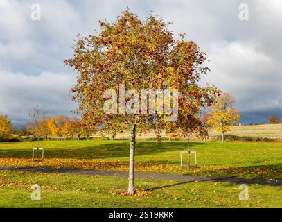 Un albero di rowan o frassino di montagna (Sorbus aucuparia) con bacche rosse in autunno, Haddington, East Lothian, Scozia, Regno Unito Foto Stock