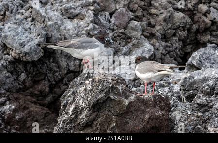 Gabbiani a coda di rondine (Creagrus furcatus) su rocce laviche, isola Genovesa, isole Galapagos Foto Stock