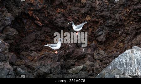 Gabbiani a coda di rondine (Creagrus furcatus) su rocce laviche, isola Genovesa, isole Galapagos Foto Stock