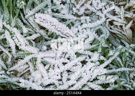 Italia, Lombardia, cristalli di ghiaccio su una foglia Foto Stock