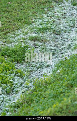 Italia, Lombardia, cristalli di ghiaccio su una foglia Foto Stock