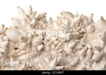 Molti funghi Eryngi crescono su un substrato da vicino Foto Stock