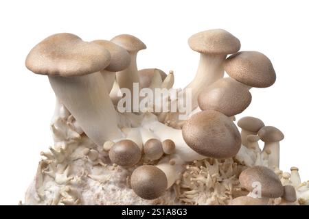 Molti funghi Eryngi crescono su un substrato da vicino Foto Stock