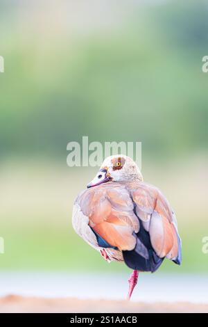 Oca egiziana (Alopochen aegyptiaca), Zimanga, Sudafrica Foto Stock