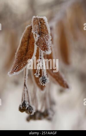 Gelo sulle foglie, calce lievitata (Tilia) Foto Stock