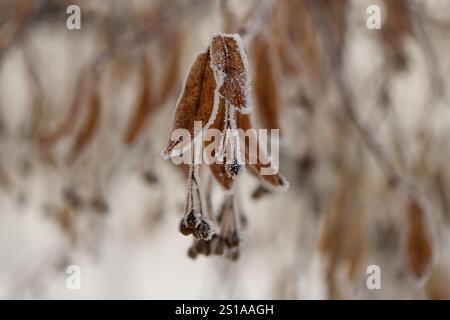 Gelo sulle foglie, calce lievitata (Tilia) Foto Stock