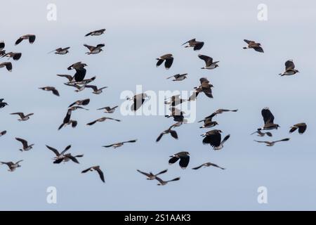 Uno stormo di uccelli Lapwing, Vanellus vanellus, vola attraverso il cielo in un giorno d'inverno nel Sussex, Regno Unito Foto Stock