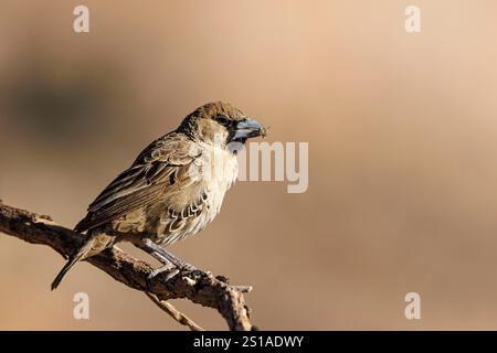 Namibia, distretto di Karas, tessitore socievole (Philetairus socius) Foto Stock