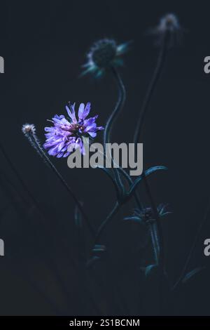 Primo piano di un campo scabioso (Knautia arvensis) con sfondo drak, atmosfera soffusa, effetto opaco, verticale Foto Stock