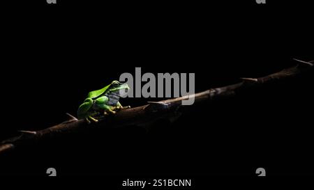 Un quadro minimalista di una rana europea (Hyla arborea) su un ramoscello bramble, sfondo nero, minimalismo, spazio copia, spazio negativo, 16:9 Foto Stock