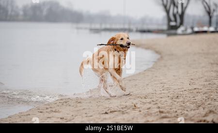 L'allegro Golden Retriever attraversa l'acqua lungo il fiume, spruzzando in autunno Foto Stock