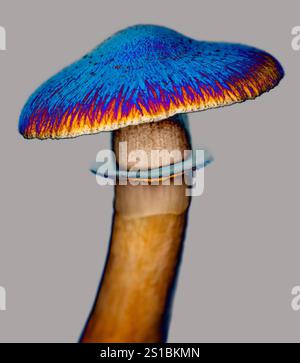 Fungo Psilocybe cubensis Foto Stock