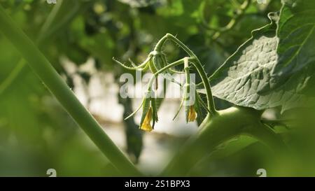 Fiori di pomodoro giallo brillante pronti a sbocciare. Foto Stock